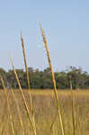 Smooth cordgrass